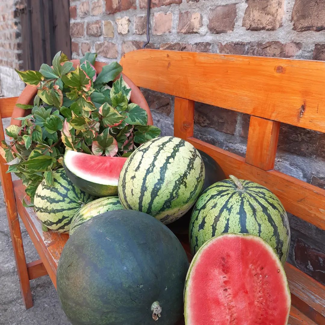 Melonen